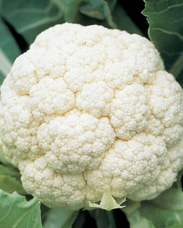 6 Pack Vegetables size,  inches height and  inches wide.