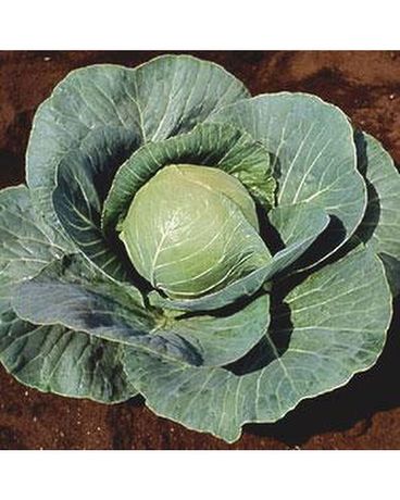 Stonehead Cabbage 6 Pack Plant