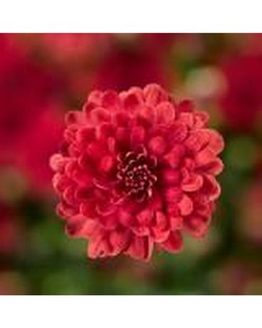 Red Garden Mum Plant