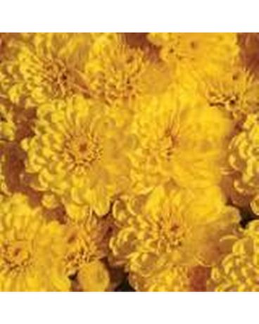 Yellow Garden Mum Plant