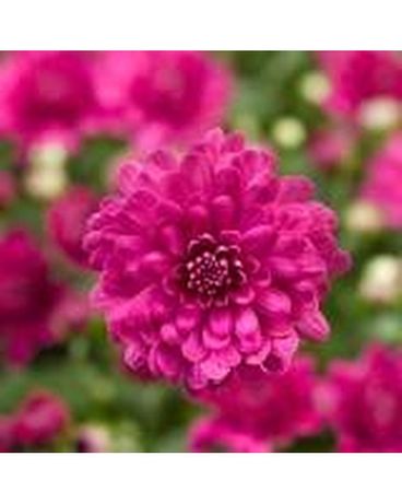 Pink/Purple Garden Mum Plant