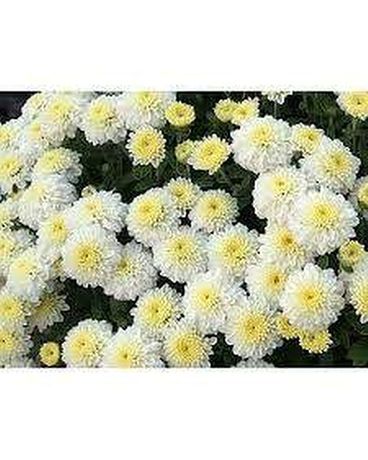 White Garden Mum Plant