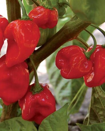 Habenero Pepper Custom product