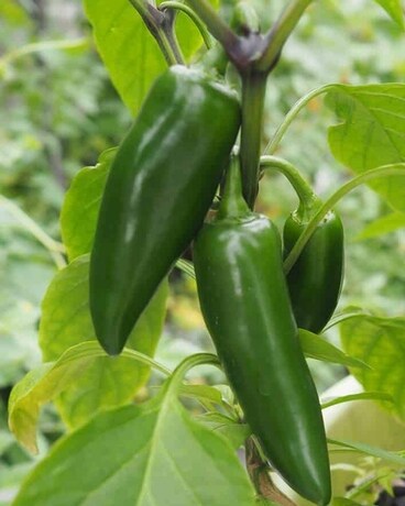 Jalapeno Pepper Custom product
