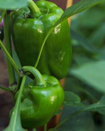 Better Belle Pepper Custom product