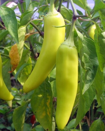 Banana Supreme Pepper Custom product