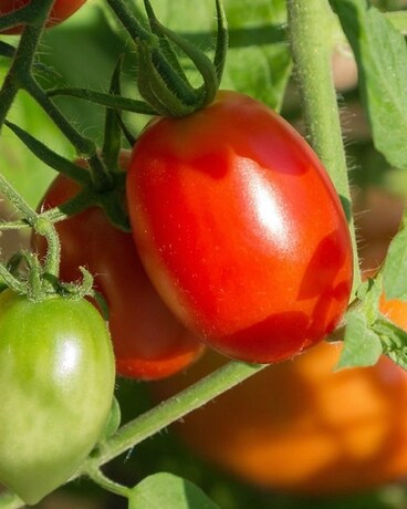 La Roma Tomato Custom product