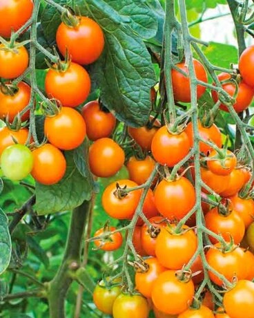 Sun Gold Tomato Custom product