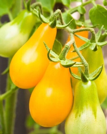 Yellow Pear Tomato Custom product