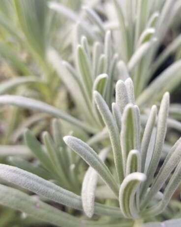 Grosso Lavender Plant