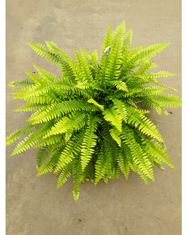 10" Hanging Basket size,  inches height and  inches wide.