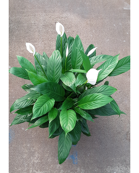 Spathiphyllum 'Peace Lily' Plant