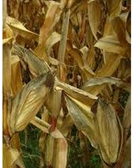 Cornstalk Custom product