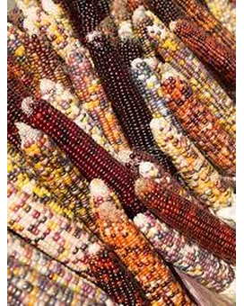 Indian Corn size,  inches height and  inches wide.