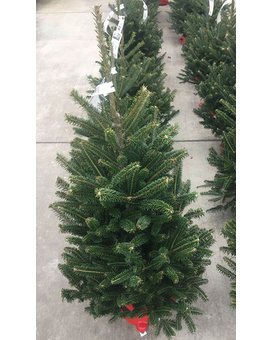 2-4 Foot Table Top Tree size,  inches height and  inches wide.