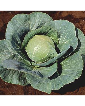 Stonehead Cabbage 6 Pack Plant