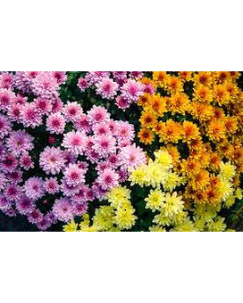 Mixed Color Mum Patio Pot Plant