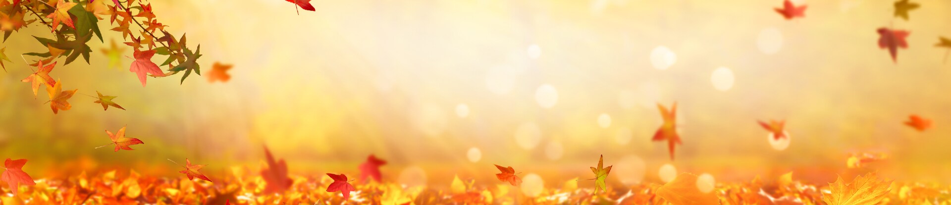 Celebrate Fall with Beautiful Flowers!, View Selections