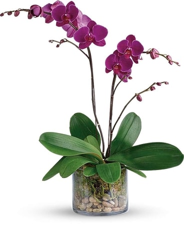 Glorious Gratitude Orchid Flower Arrangement