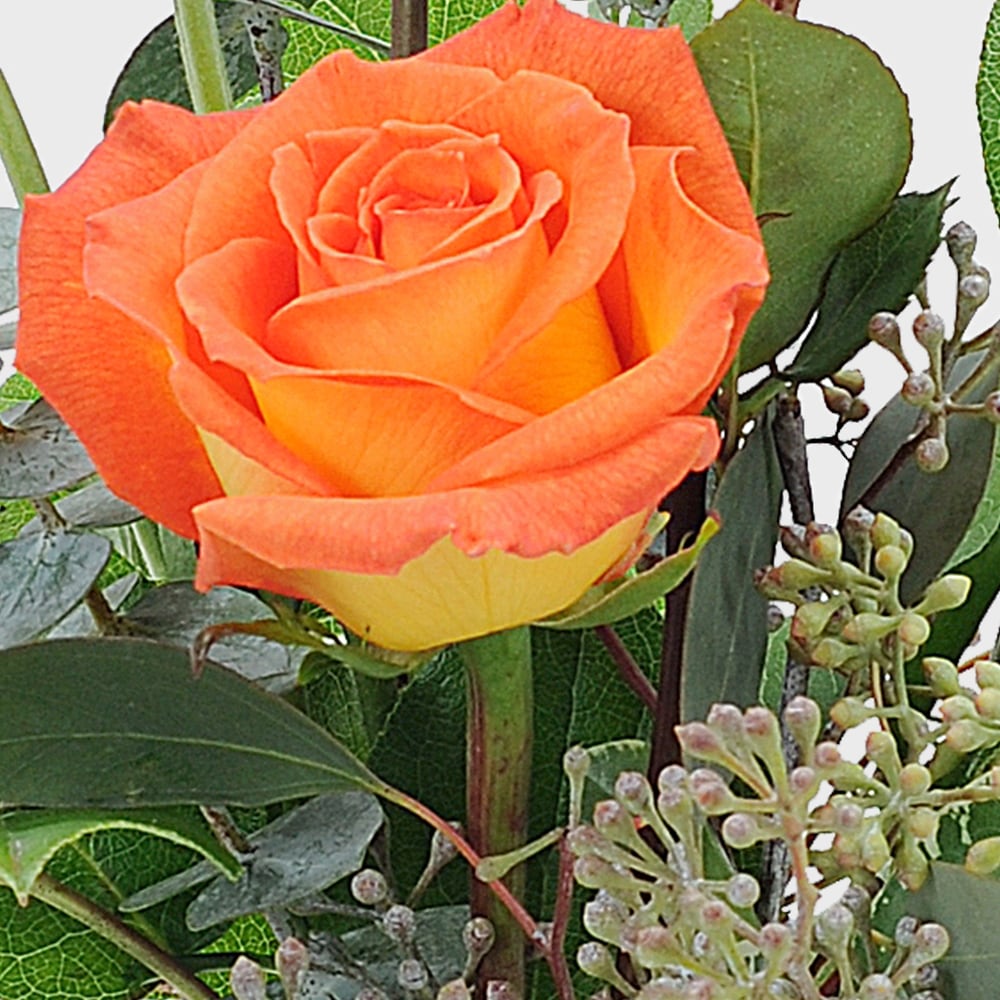 Tangerine Twist in Springfield OH - Schneider's Florist