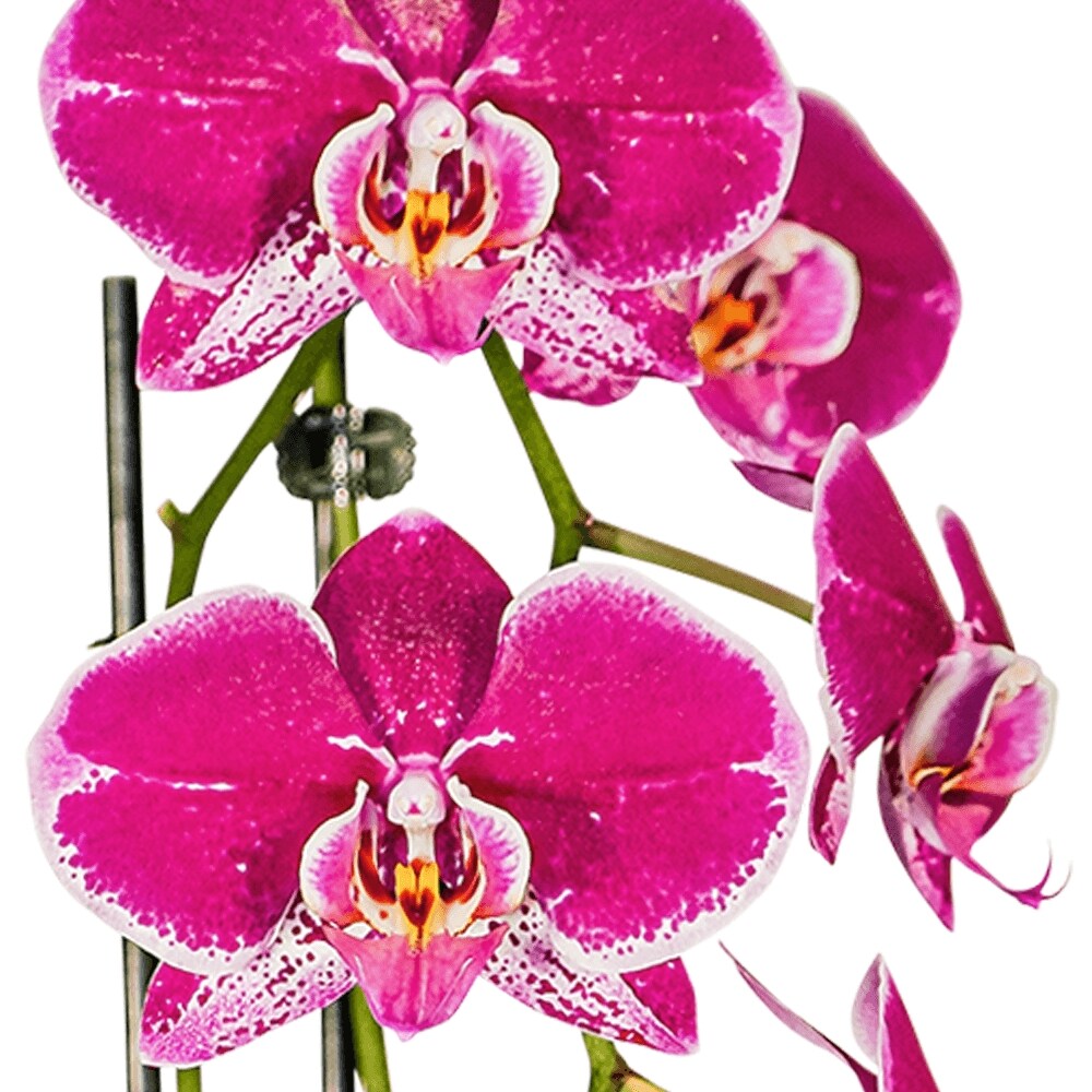 pain or pleasure ORCHID TOP ピンク pink ORCHID TOP pink - PAIN OR PLEASURE