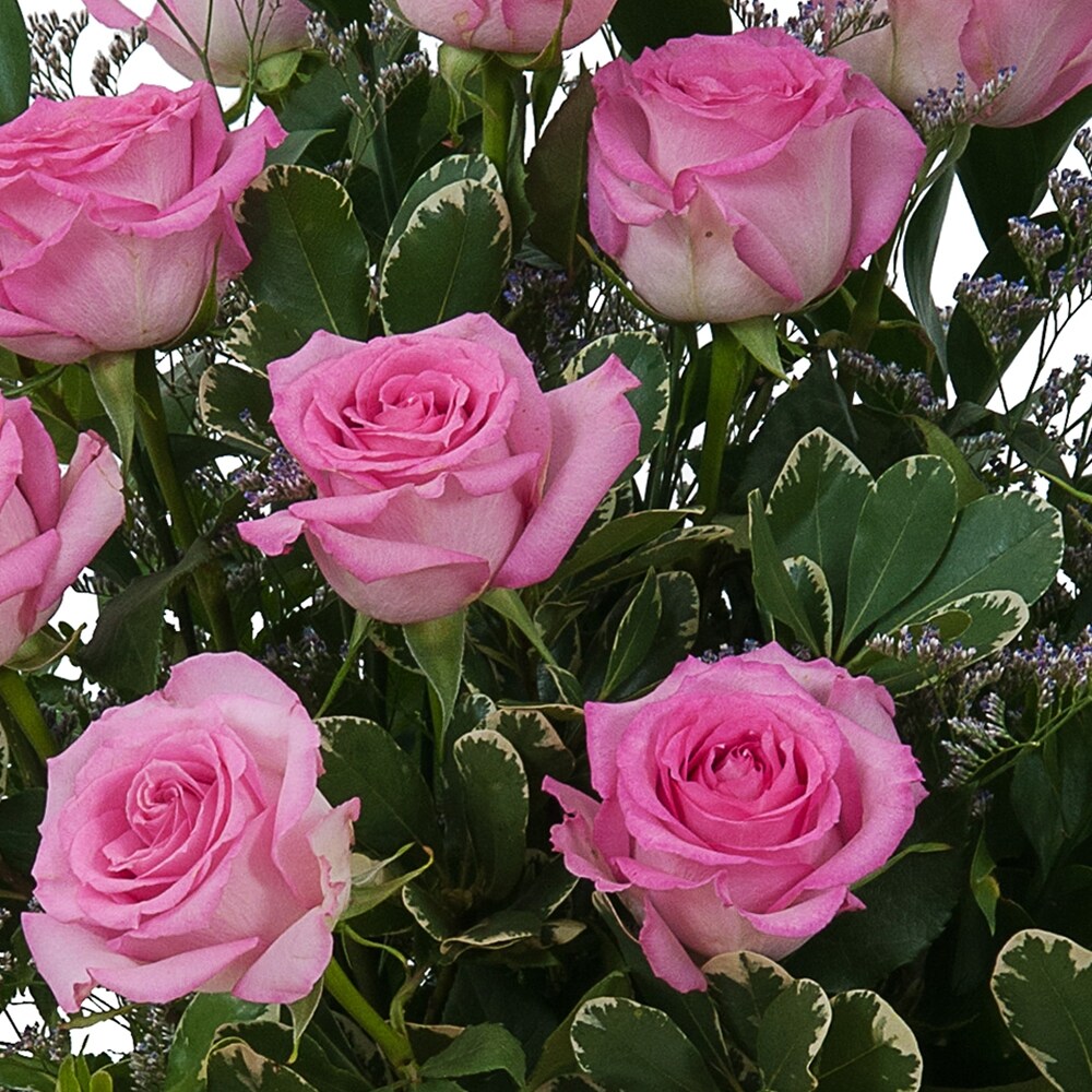Roseページ Pink Rose Perfection in Springfield OH - Schneider's Florist