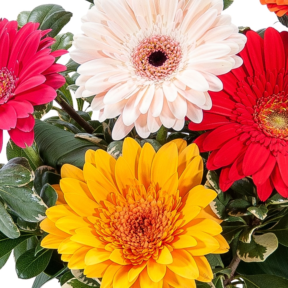 Colorful! in Springfield OH - Schneider's Florist