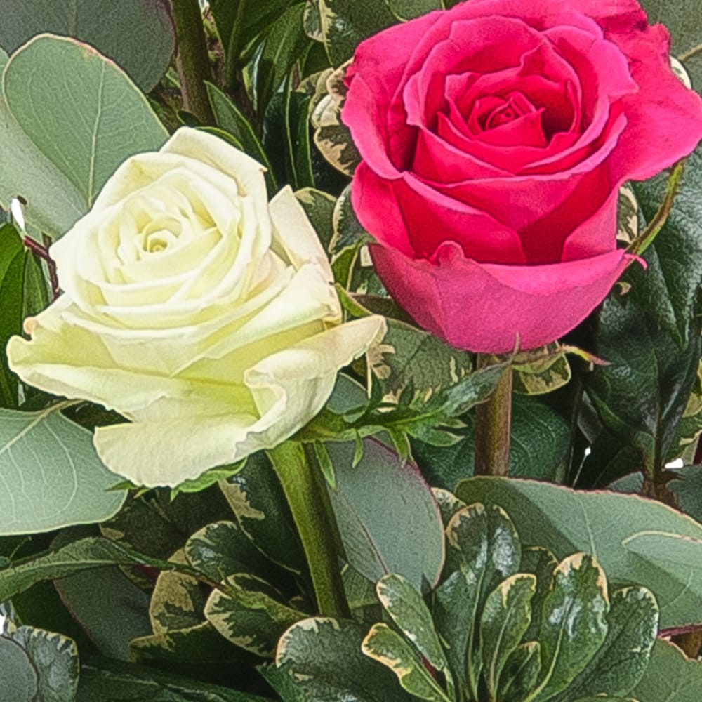 Six Roses in Cleveland OH - Segelin's Florist & Flower Delivery