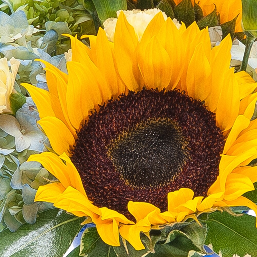 Good Morning Sunshine in Springfield OH - Schneider's Florist