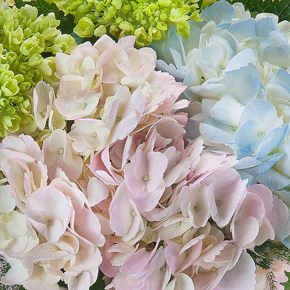 Bouquet of Hydrangeas | Hydrangea Delivery | Angelone's Florist