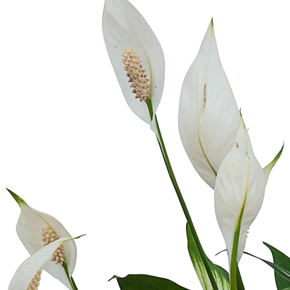 Peace Lily Plant in White Ceramic Container in Ypsilanti MI