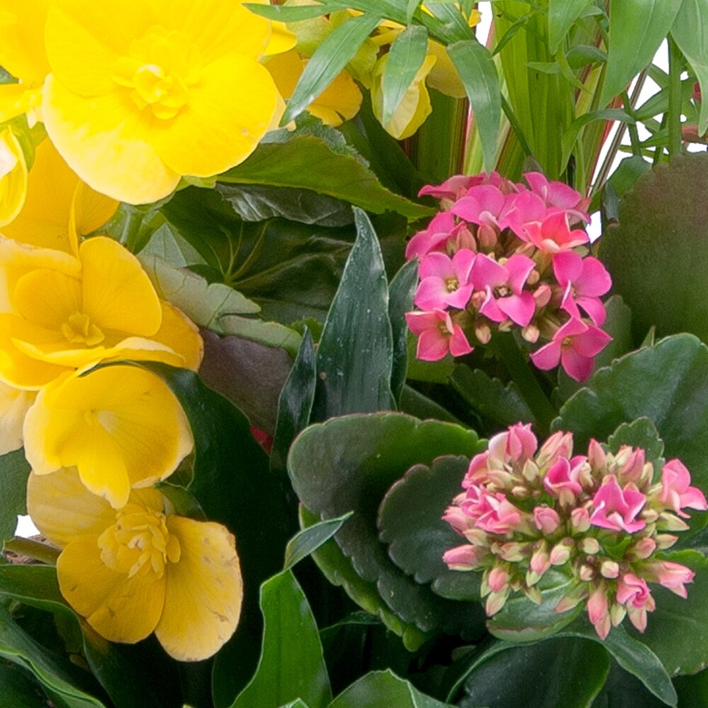 Bloomin' Sunshine Basket in Allentown PA - Phoebe Floral