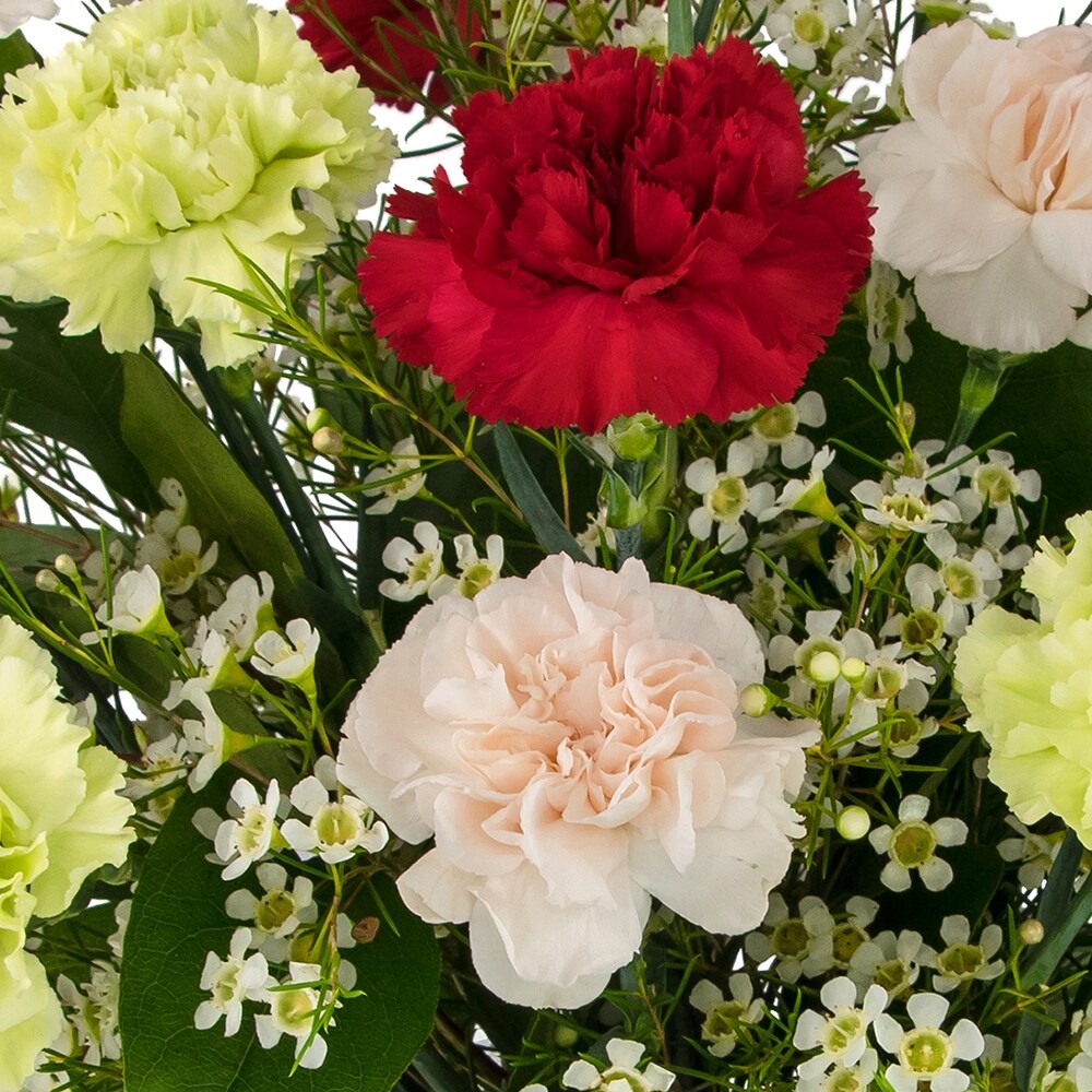 A Dozen Colorful Carnations in Durham NC - Angel Roses
