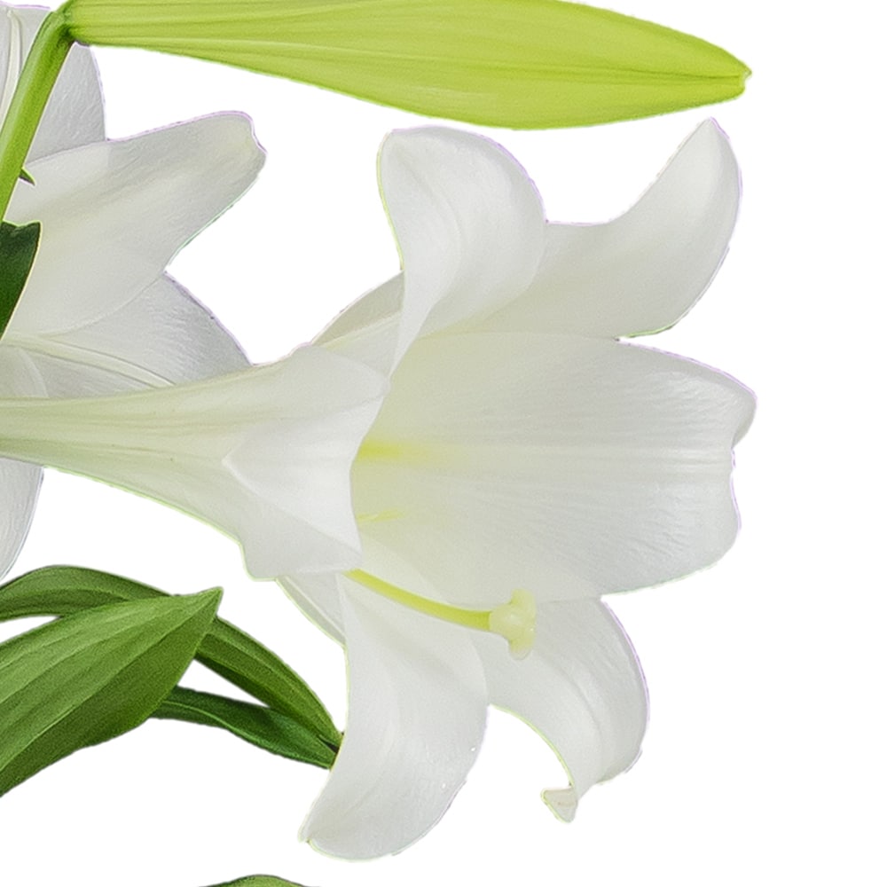 Classic Easter Lily in Green Bay WI - Schroeder's Flowers