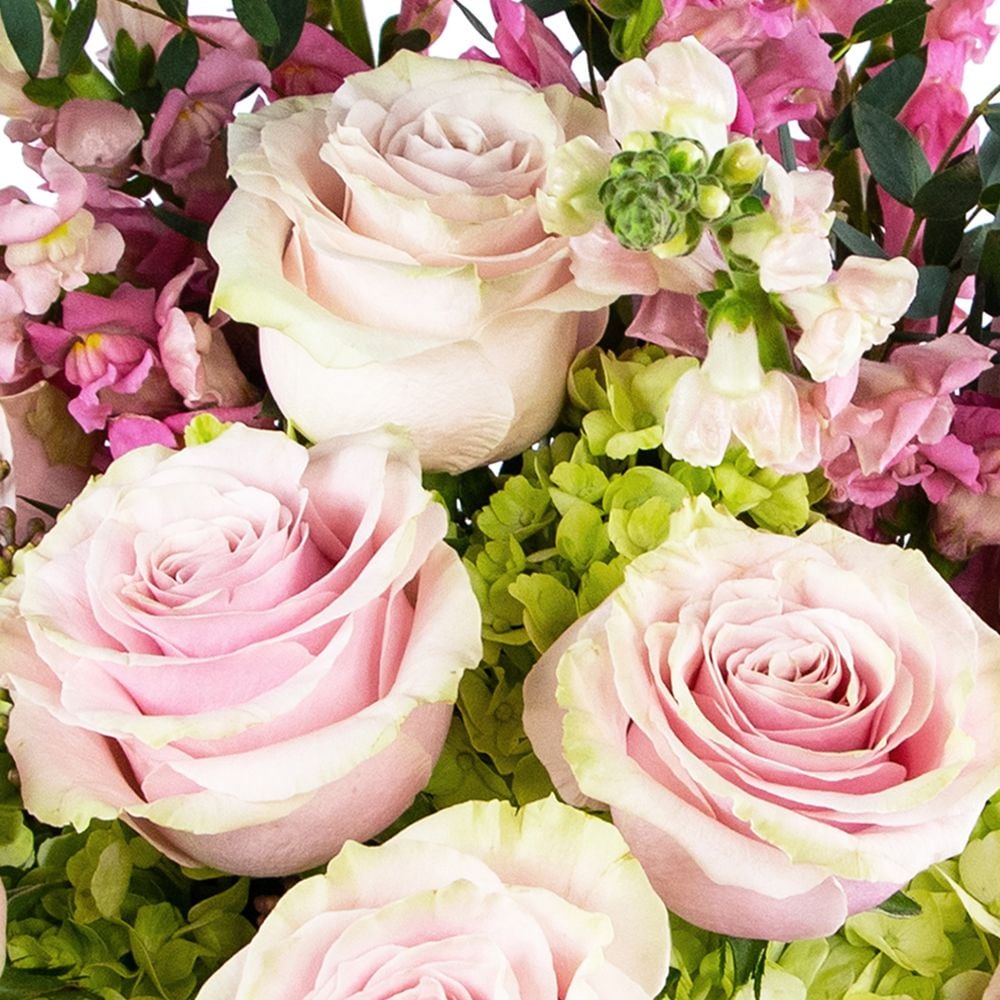 Dreamy Roses Supreme in Springfield OH - Schneider's Florist