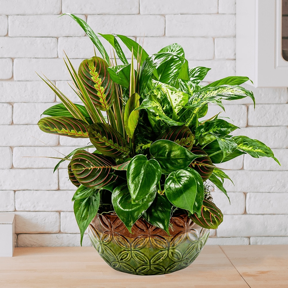 Mother Earth Dish Garden in College Station TX - Postoak Florist