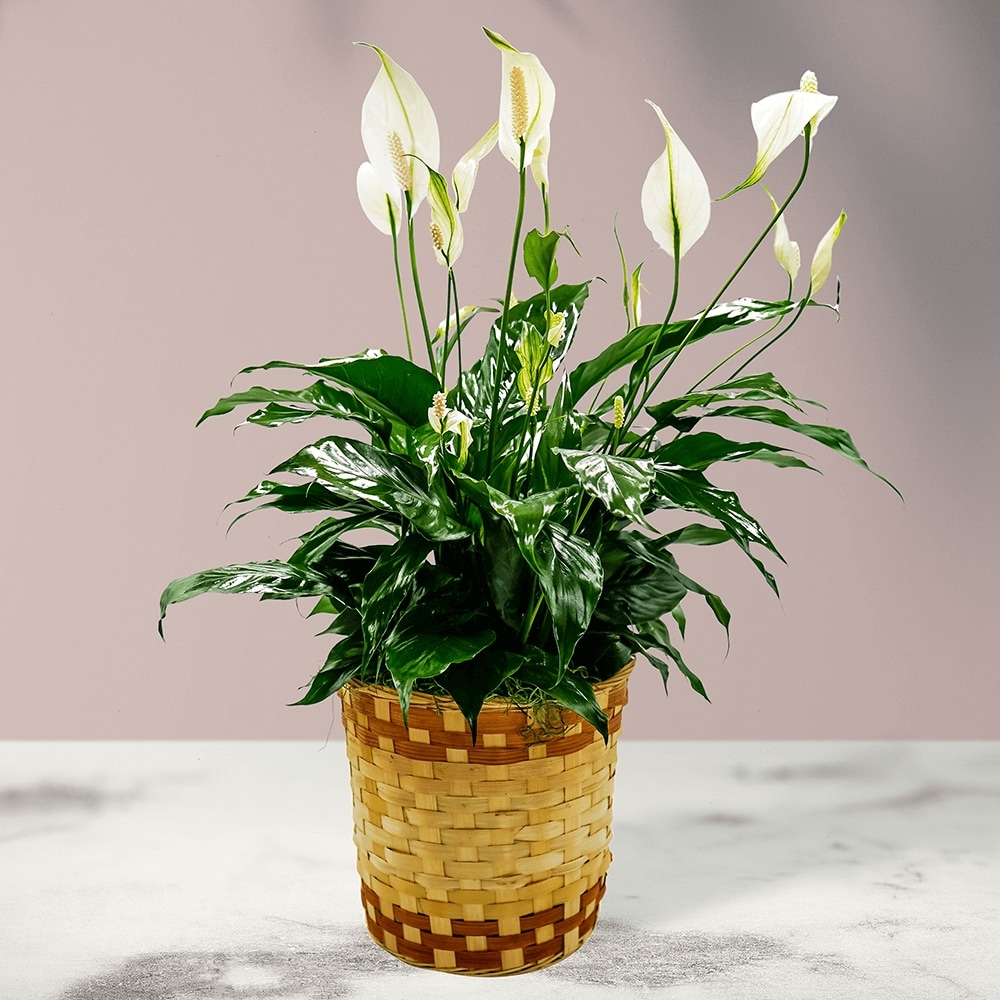 Peace Lily Basket - Medium in Romeo MI - The Village Florist Of Romeo