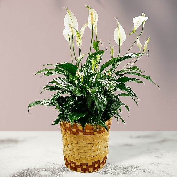 Peace Lily Basket - Medium in Norfolk VA - The Sunflower Florist