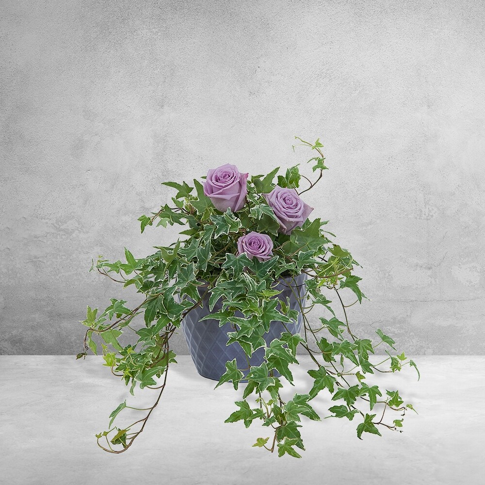 Ivy Plant with fresh roses in Brecksville OH - Brecksville Florist