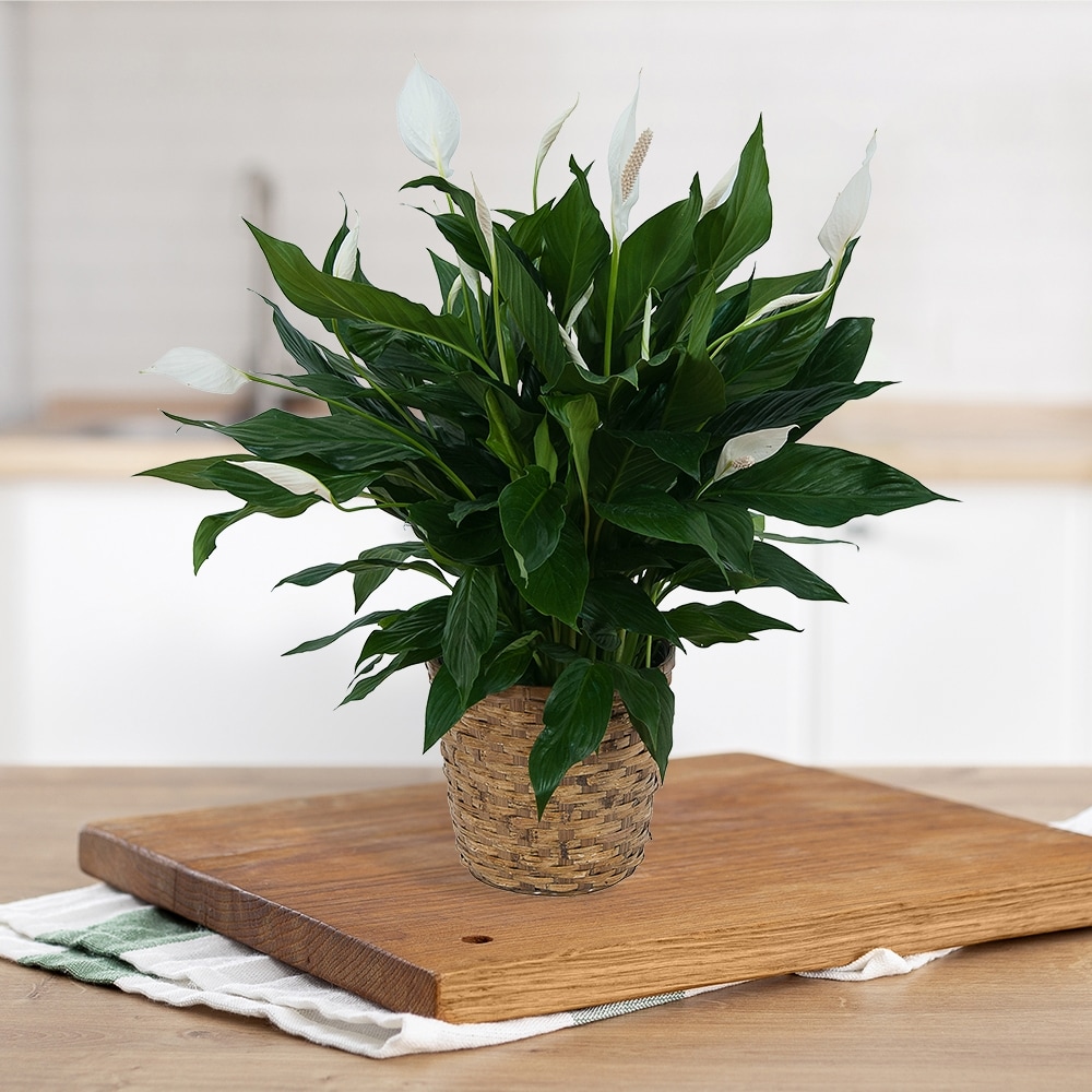 Peace Lilly in Brecksville OH - Brecksville Florist & Gifts