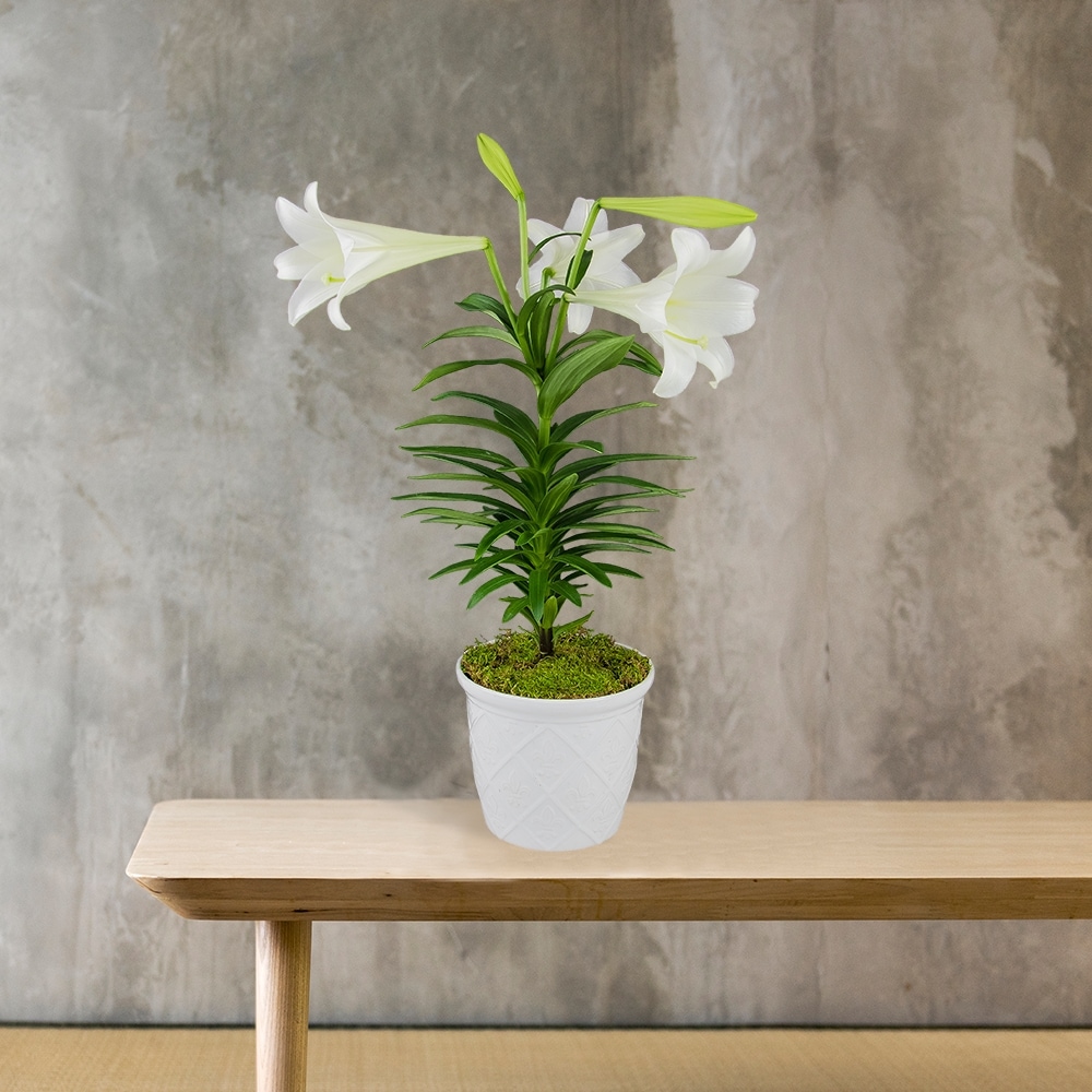 Classic Easter Lily in Cleveland OH - Segelin's Florist & Flower
