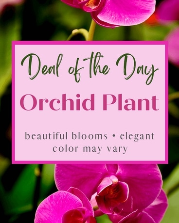 Deal of the Day - Orchid Plant Flower Arrangement