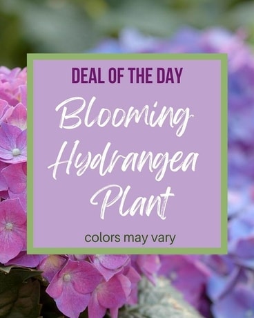 Deal of the Day - Blooming Hydrangea Plant Plant