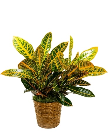 Croton Basket