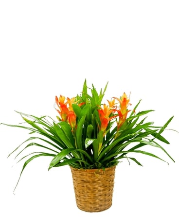 Bromeliad Basket