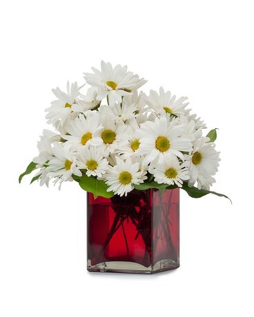A Daisy a Day Flower Arrangement
