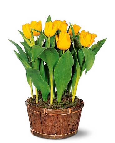 Potted Yellow Tulips Flower Arrangement