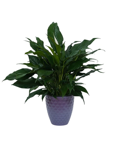 Peace Lily Plant in Ceramic Container Plant
