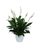 Standard size, 16 inches height and 8 inches wide.