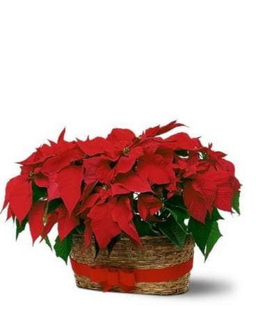 Double Poinsettia Basket Flower Arrangement